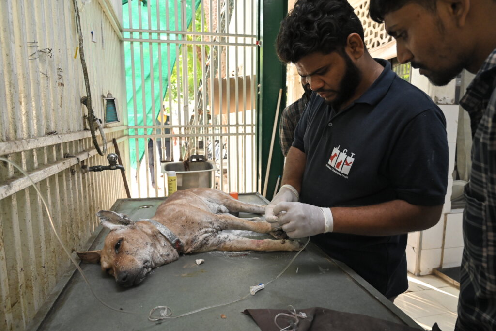 Saving over 2000 stray dogs per month in Ahmedabad