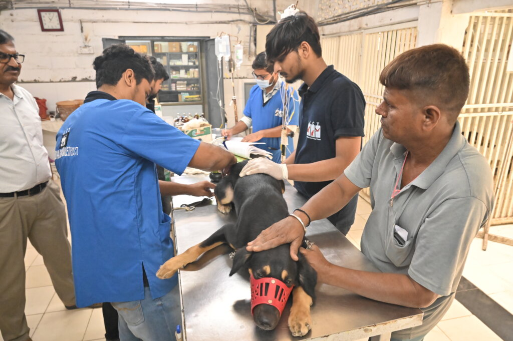 Saving over 2000 stray dogs per month in Ahmedabad