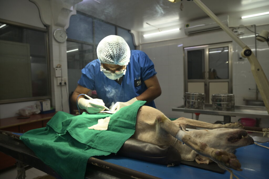 Saving over 2000 stray dogs per month in Ahmedabad