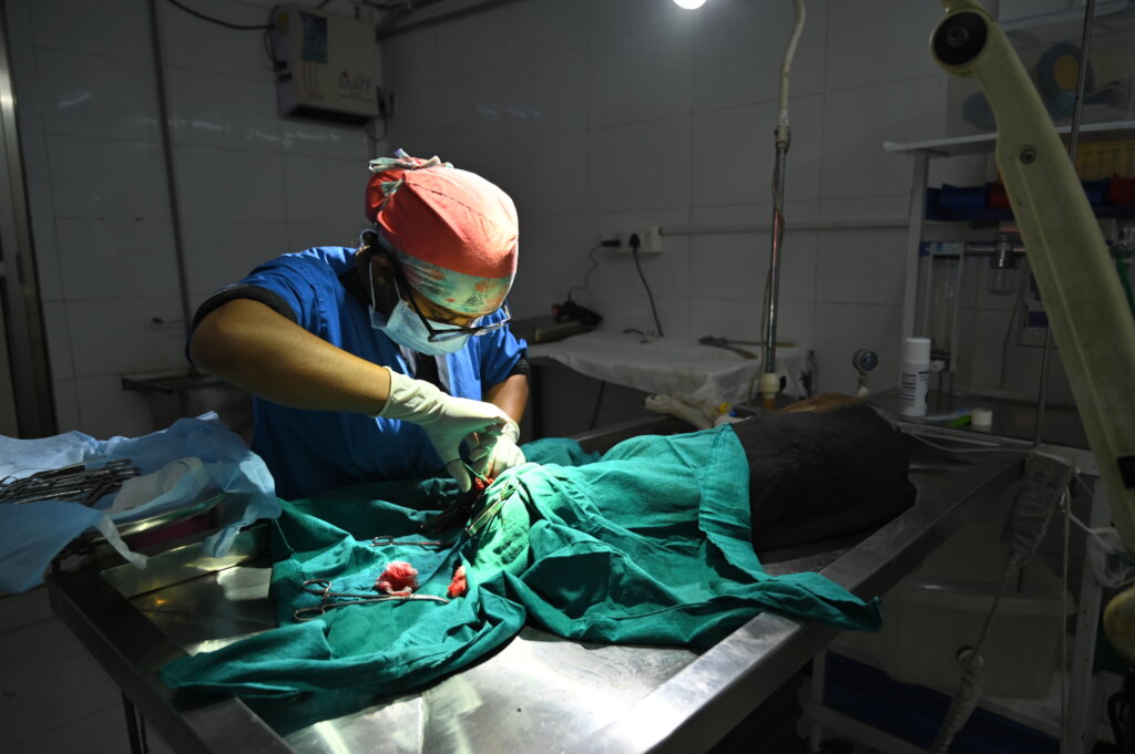 Saving over 2000 stray dogs per month in Ahmedabad