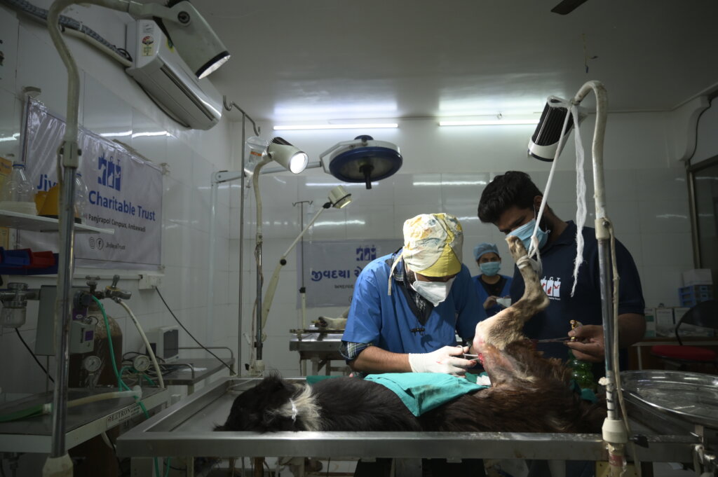 Saving over 2000 stray dogs per month in Ahmedabad