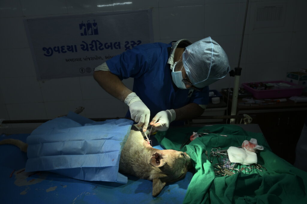 Saving over 2000 stray dogs per month in Ahmedabad