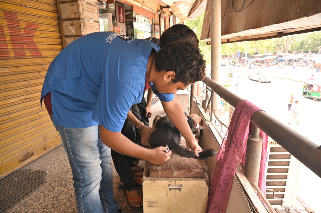 Saving over 2000 stray dogs per month in Ahmedabad