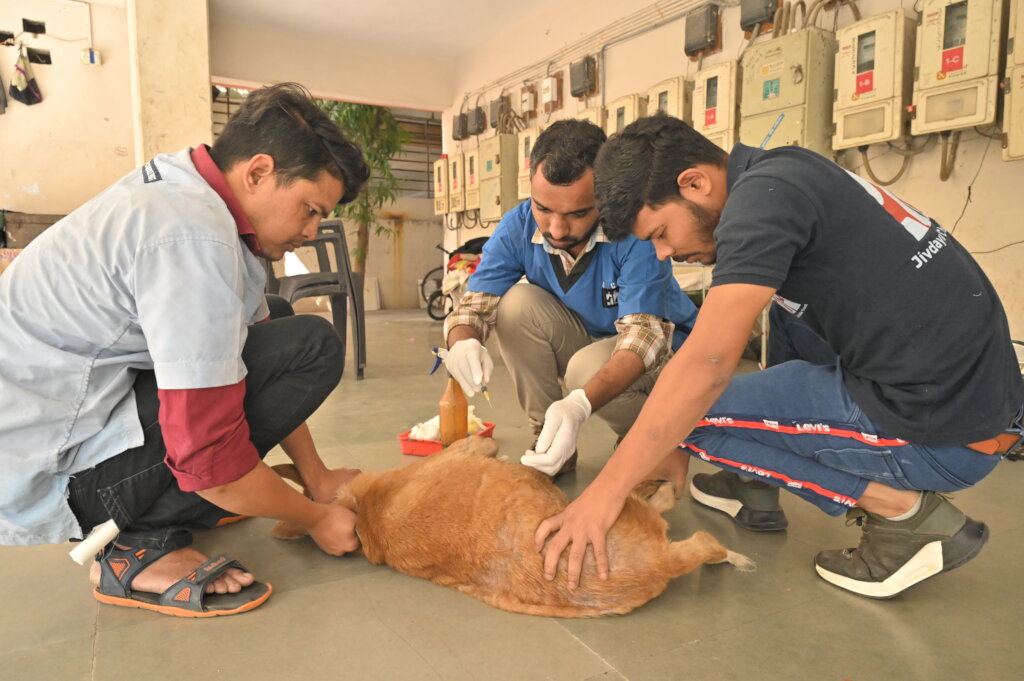 Saving over 2000 stray dogs per month in Ahmedabad