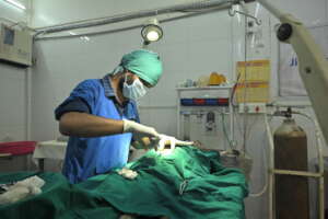 C-section surgery for a mother dog