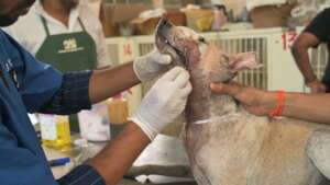 recovering from a huge laceration wound