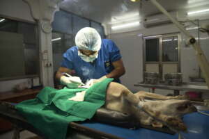 animal birth control surgery