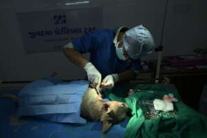 stitches for a huge open wound