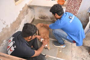 anti-rabies vaccination
