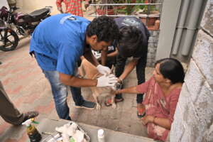 Maggot infested wound