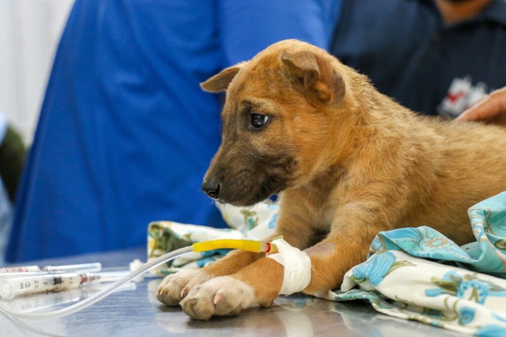 Saving over 2000 stray dogs per month in Ahmedabad