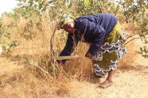 Woman cutting bushes