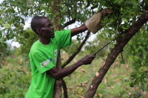 Pruning trees