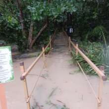 The Forest after Tropical Storm Ernest (1)