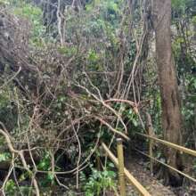 The Forest after Tropical Storm Ernesto (2)