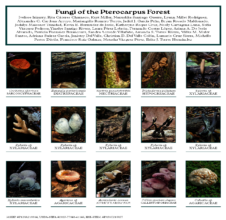 Fungi of the Forest Guide Intro Page