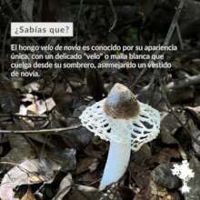 Another Facebook / Instagram "Did you know?" Post