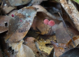 "Miniature" mushrooms on dead Forest leaves