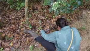 Students conducting Forest inventory research