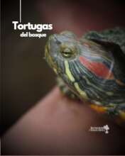 A recent social media post on our resident turtles