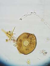 Unidentified single-cell organism from swamp water