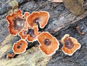 Podoscypha, a widespread fungi genus