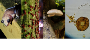 Sample pics organisms to be included in catalogue