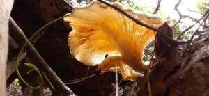 One of the many beautiful Forest fungi