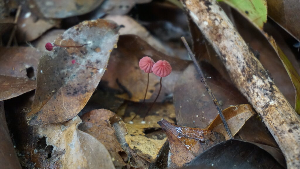 Sighting Pinwheel Mushrooms