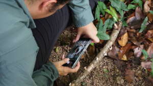 Pictures Upclose of Fungi