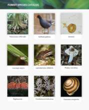 Promote Learning about a Unique Forest Ecosystem