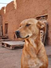 Martha a refuge dog with a sponsor... and a name