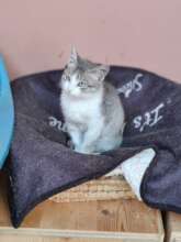 Kittens too