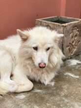 Rhapsody rescued from the city dog pound