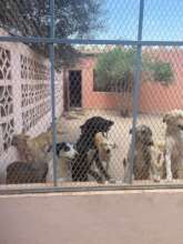 dogs in the refuge