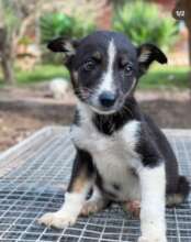 Yasmine, a new arrival at our refuge