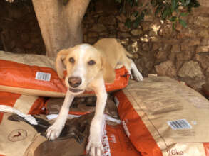 Zach who found his forever home in the UK