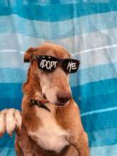 Adoptable dogs