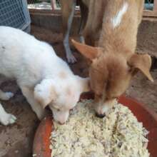 Mum and puppy