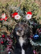 Seasons Greetings