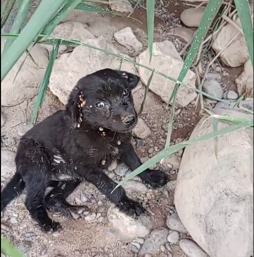 Help Us Scratch those Fleas!