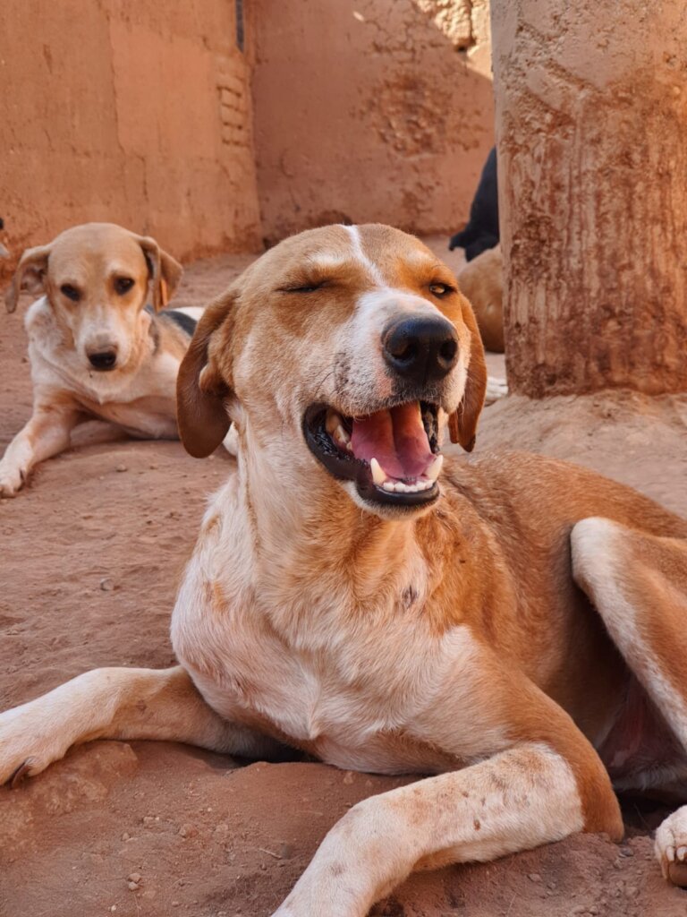 Happy Refuge Dog