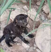 Puppy covered in ticks