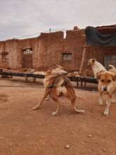 Help to scratch the fleas