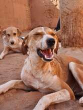 Happy Refuge Dog