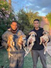Puppies