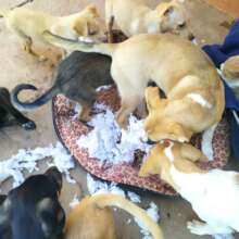 puppy mischief