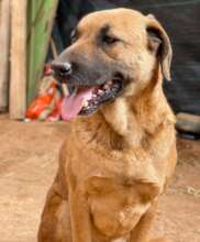 Refuge Dog