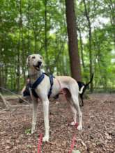 One of our Sloughis enjoying a new life in Europe