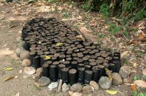 Herbal plants to be grown in the greenhouse
